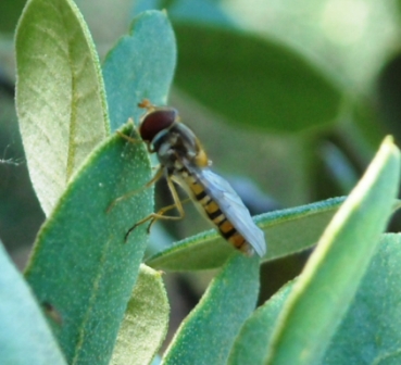 Episyrphus balteatus??